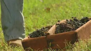 Missouri Wines: Worth The Work (Ageing)