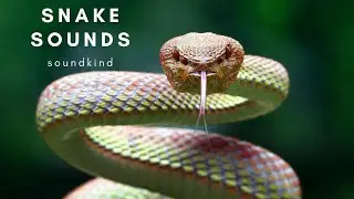 Snake sounds - snake growl and hissing sound effect (warning 1 hour)