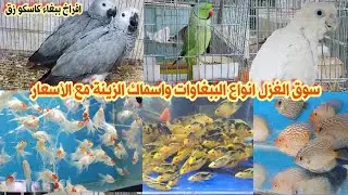 سوق الغزل لبيع الحيوانات انواع الببغاوات مع الأسعار 2021