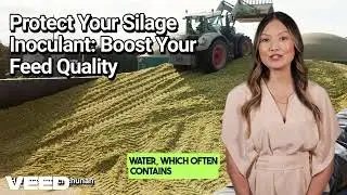 Save Your Silage: Don&rsquo;t Let These Inoculant Killers Destroy Your Forage