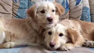 Scared Puppies Rescued from a Pipe, 50 days later