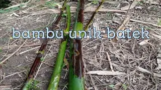 Kalo melihat bambu ini ambellah energinya lumayan kena buat tongkat  kalo keluar malam bawalah