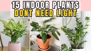 15 Indoor Plants That Grow Without Sunlight &mdash; Perfect for Low-Light, Windowless Homes & Apartments