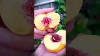 This is the result of cultivating perfect yellow peaches #shorts