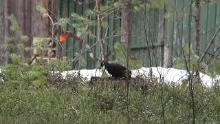 Spillkr&aring;ka