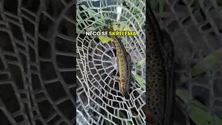 Ř&iacute;jnov&yacute; potoč&aacute;k 25cm🔥🎣👌 #rybareni #privlac #trout