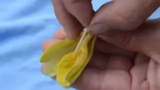 Hand pollinate in vanilla