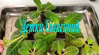 Детки Глоксиний
