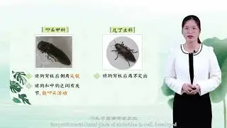 13. Identification and Control Technology of Coleopteran
