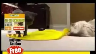 Cat Tunnel Toy ! Cat Toy ! Cats Meow Toy ! As Seen On Tv !