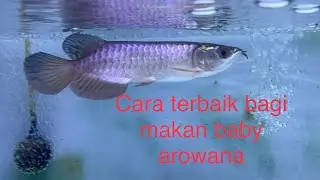 Cara terbaik  bagi makan Baby arowana feeding | Young & Adult arowana feeding Tips