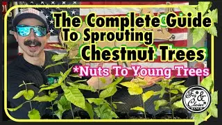 The Complete Guide to Sprouting Chestnut Trees for Deer - Nuts to Young Trees 🌰🌳 #Chestnuts #Trees