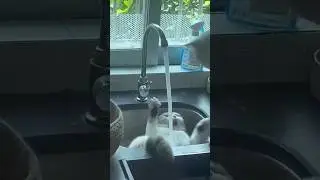 kucing kaget kesiram air #kucing#kucingimut #hewanunik