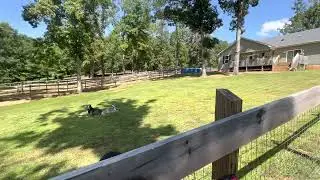 September with the dogs.