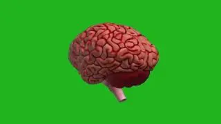3D brain animation|Think Big Idea Concept | Full HD Green Screen