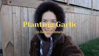 Planting Garlic + Autumn Gardening