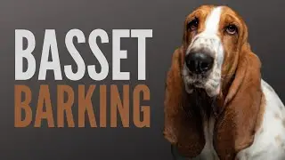Basset Hound Barking - Who Wouldn't Bark Back