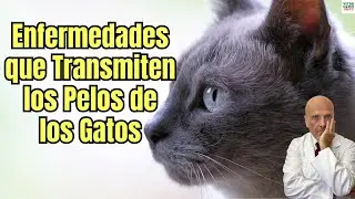 🐱⚠️ ¿QUE ENFERMEDADES TRANSMITEN LOS PELOS DE LOS GATOS?🐱⚠️
