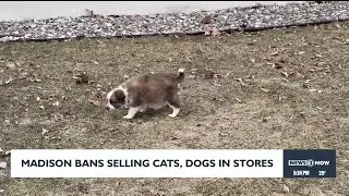 Madison bans selling cats, dogs in stores