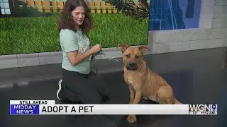 Adopt-A-Pet:  Heartland Animal Shelter