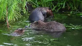 AMERICAN BEAVER  Castor canadensis  family feeding