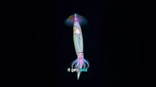This Deep Sea Creature Shoots Glowing Mucus