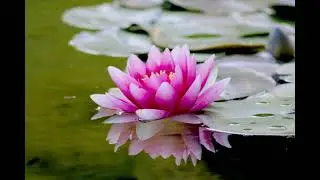 Zen video 1 hour