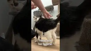 Comforting Cats Who Lost Their Owner #grief #catownership #seniorcats