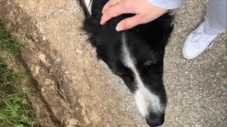 Smart puppies | Miss that time with you