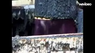 Viktoria's video 2