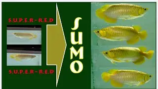 ARWANA SUPER RED SUMO update dari size 16cm sampai 37cm