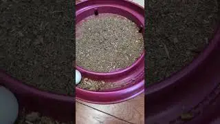 Cardboard recycling for cats