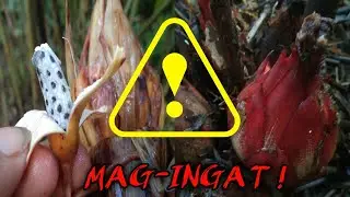 FORAGING Wild Edible Plants - Bakit Kailangang Iwasan ang Pagkain ng Sobra??