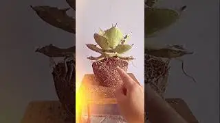 The BIG Agave titanota CG2 : Form nya rusak karena terabaikan