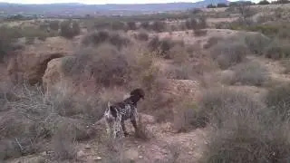Bracos alemanes del pavero. Mancha del Nebral.