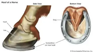 Hoof anatomy of horse