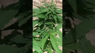 Tropical outdoor flowering cannabis | bag seed #2 🌴 ☀️ Update #3