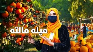 گزارش ویژه از میله مالته در شهر جلال آباد