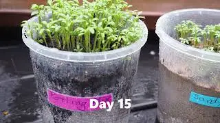 Soil and Plant Growth - the Effect of Parent Rocks
