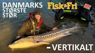 DANMARKS ST&Oslash;RSTE ST&Oslash;R  - VERTIKALT
