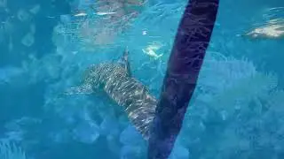 Chillout Relaxation music  - Amazing Unique Underwater World - Calming Music