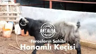 HONAMLI KE&Ccedil;İSİ Hakkında Bilinmesi Gerekenler