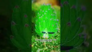 Sea Sheep Leaf Slugs