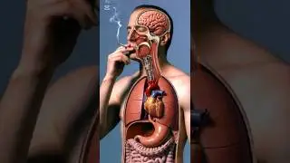 What Smoking Does to Your Body 🚬 | 3D Anatomy
