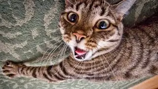 ИСПУГАННЫЙ КОТ / A SCARED CAT