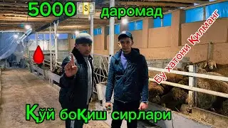 Қўйхона қуришда бу хатони қилманг🔥Қўй боқиш сирлари