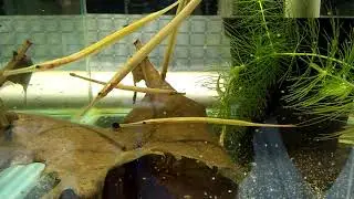 feed pipefish using moina sp
