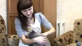 IP 14012012 британские кошки