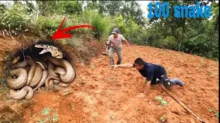 2 Brave Hunters Catch Extremely Venomous Cobra Nest With Their Hands
