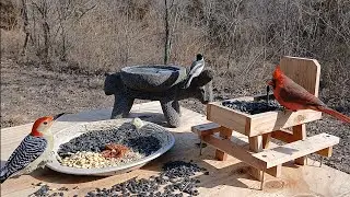 Feeding birds in the morning  #nature 